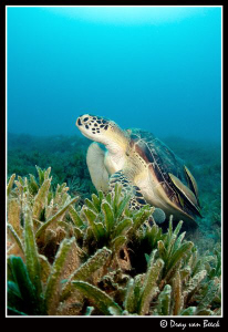 Turtle at Marsa Shouna. by Dray Van Beeck 